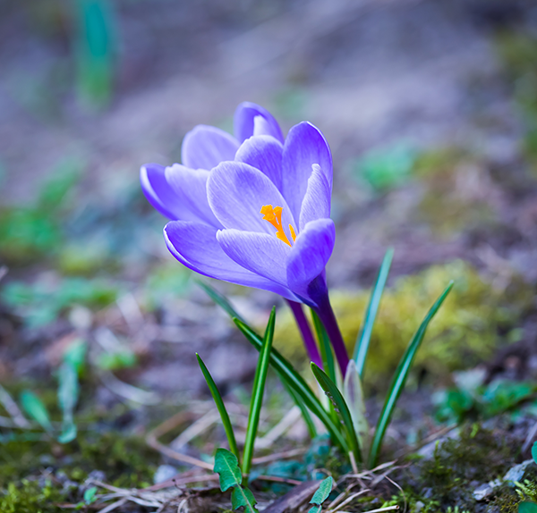 Stock image of a purple crocus flower