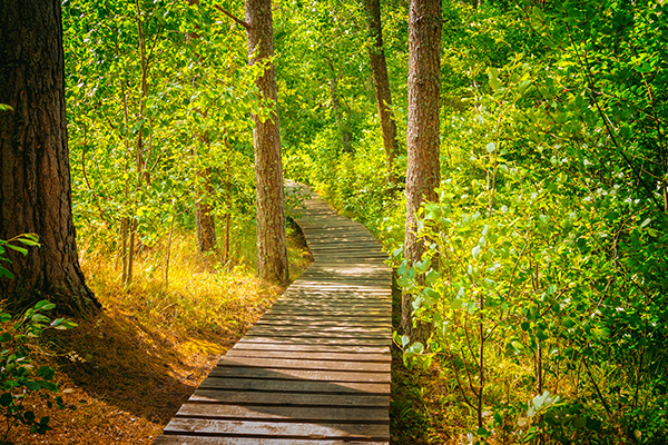 Stock image of wooden boardwalk through wooded greenery